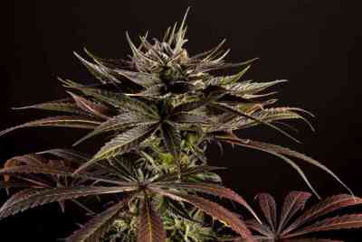 SuperJuani > Philosopher Seeds | Feminized Marijuana   |  Sativa