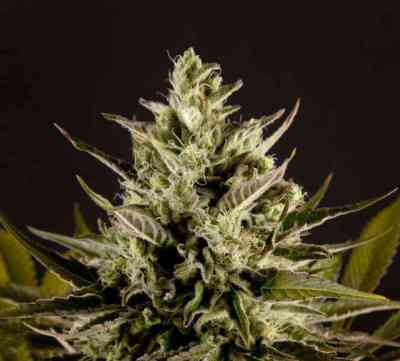 SuperJuani > Philosopher Seeds | Feminisierte Hanfsamen  |  Sativa