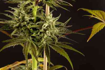 SuperJuani > Philosopher Seeds | Feminized Marijuana   |  Sativa