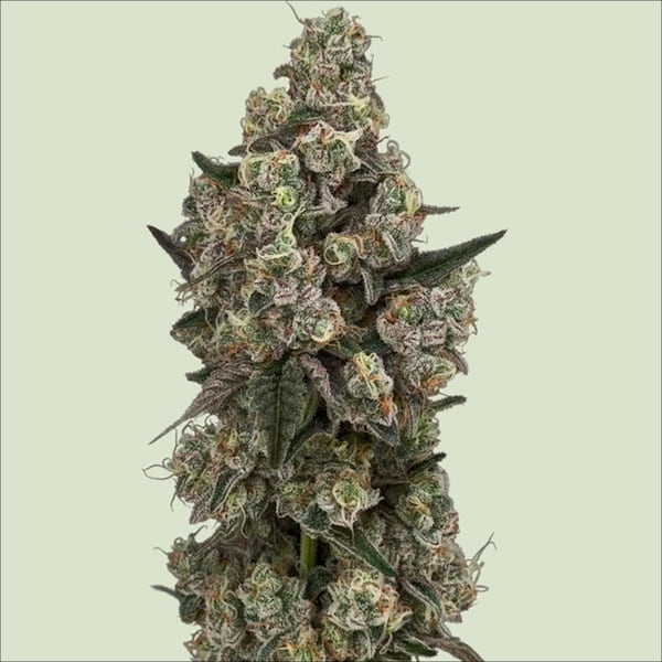 SuperSoda F1 graines > Royal Queen Seeds | Graines Féminisées  |  Hybride