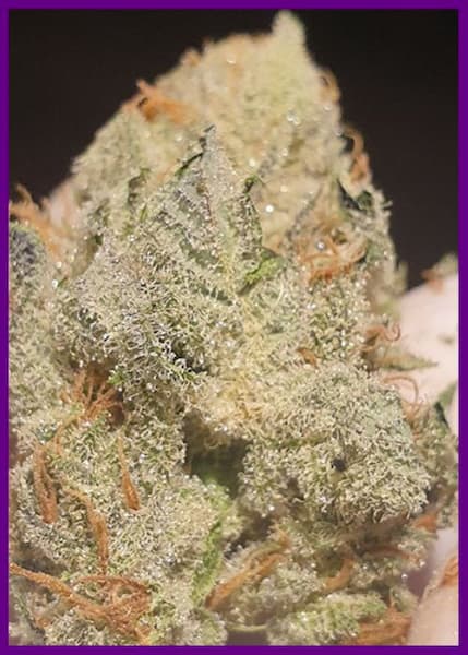 Supreme Nectar > Zmoothiez | Feminisierte Hanfsamen  |  Indica