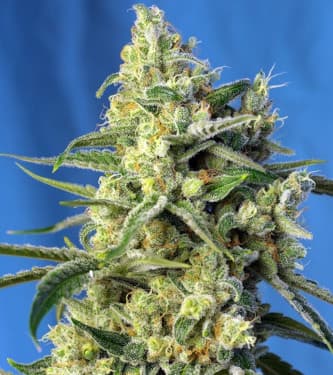 Sweet Amnesia Haze > Sweet Seeds | Feminized Marijuana   |  Sativa