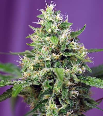 Sweet Amnesia Haze XL Auto > Sweet Seeds | Semillas autoflorecientes  |  Sativa