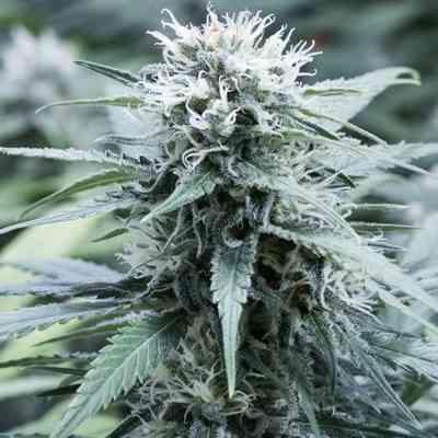 Sweet Amnesia > G13 Labs | Graines Féminisées  |  Sativa