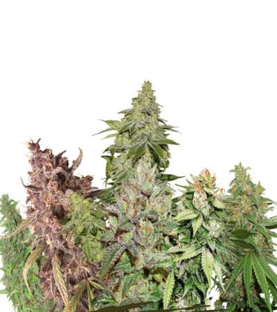 Sweet Auto Mix > Seed Stockers | Graines Autofloraison  |  Hybride