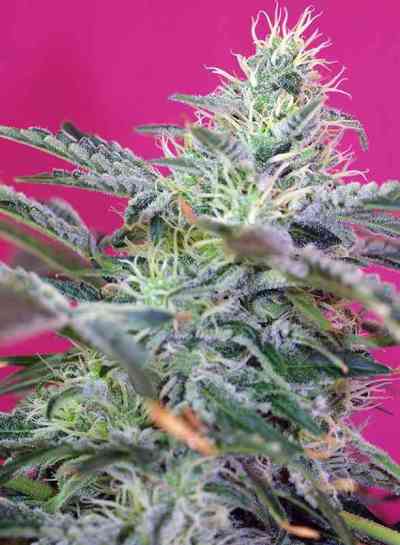 Sweet Cheese Auto > Sweet Seeds | Semillas autoflorecientes  |  Híbrido