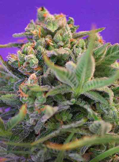 Sweet Cheese F1 Fast Version > Sweet Seeds