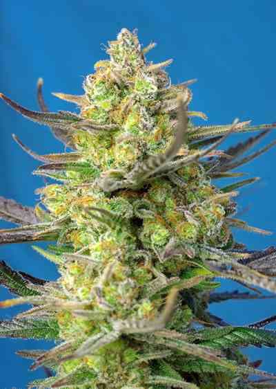 Sweet Cheese XL Auto > Sweet Seeds | Semillas autoflorecientes  |  Sativa