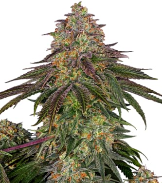 Sweet Cherry Kush > Sensi Seeds | Graines Féminisées  |  Indica