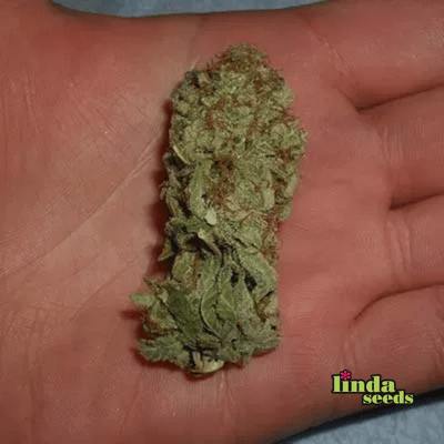 Sweet Cherry Pie Seed > Linda Seeds | Feminized Cannabis   |  Indica