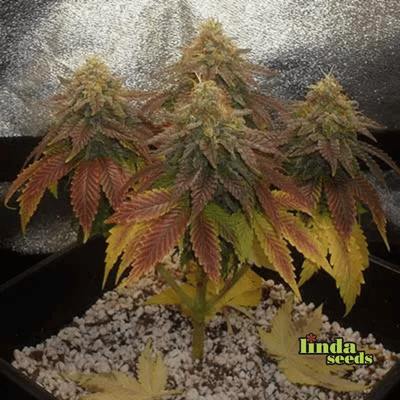 Sweet Cherry Pie Seed > Linda Seeds | Feminized Cannabis   |  Indica