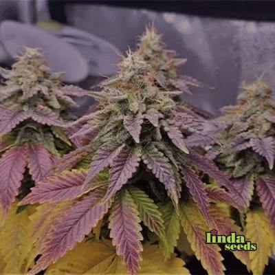 Sweet Cherry Pie Seed > Linda Seeds | Feminized Cannabis   |  Indica