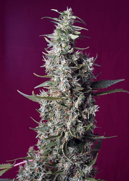 Sweet Cherry Pie > Sweet Seeds | Feminisierte Hanfsamen  |  Indica