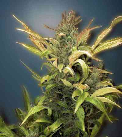 Colombian Gold Ryder > World of Seeds | Autoflowering Cannabis   |  Sativa