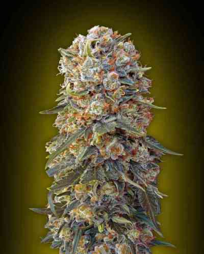 Sweet Critical > 00 Seeds Bank | Feminized Marijuana   |  Indica