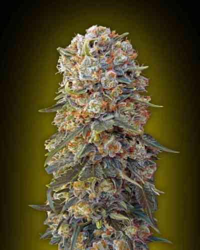 Sweet Critical > 00 Seeds Bank | Feminisierte Hanfsamen  |  Indica