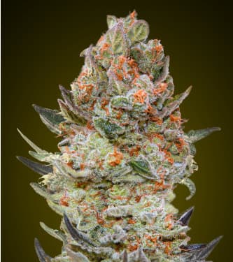 Sweet Critical CBD > 00 Seeds Bank | CBD cannabis seeds  |  Hybrid