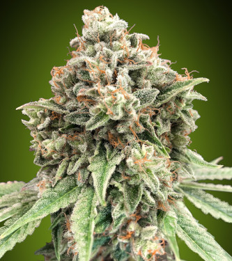 Sweet Critical Fast > 00 Seeds Bank | Feminisierte Hanfsamen  |  Indica