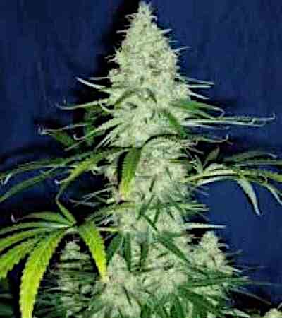 Sweet Dreams > KC Brains | Feminized Marijuana   |  hybrid