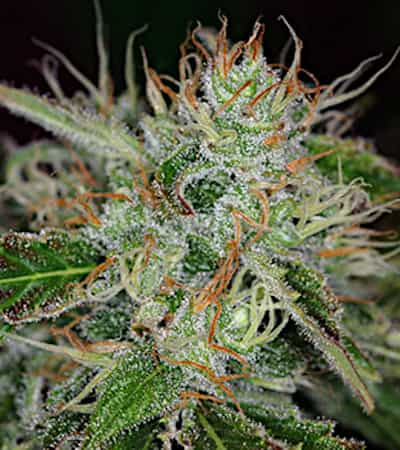 Sweet Dreams > KC Brains | Feminized Marijuana   |  hybrid