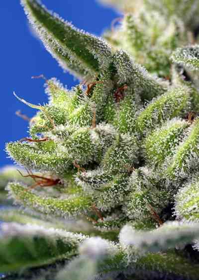 Sweet Gelato Auto > Sweet Seeds | Autoflowering Cannabis   |  Hybrid