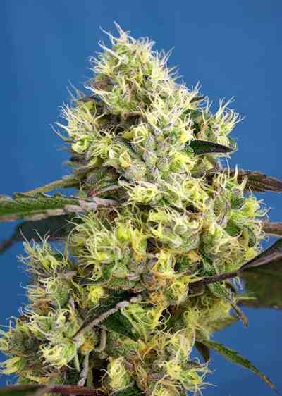 Sweet Gelato Auto > Sweet Seeds | Autoflowering Cannabis   |  Hybrid