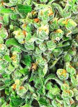 Sweet Kush > Original Sensible Seeds | Feminisierte Hanfsamen  |  Hybrid