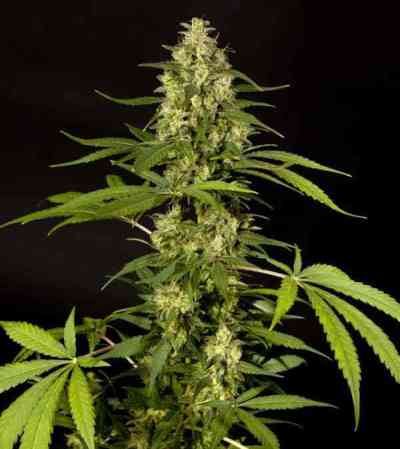 SweetLove > Philosopher Seeds | Feminized Marijuana   |  hybrid