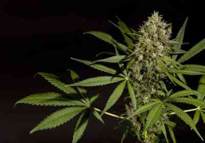 SweetLove > Philosopher Seeds | Feminized Marijuana   |  hybrid