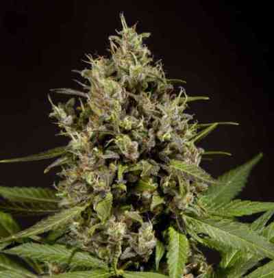 SweetLove > Philosopher Seeds | Feminized Marijuana   |  hybrid