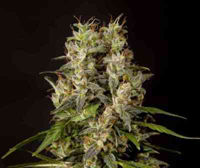 SweetLove > Philosopher Seeds | Feminized Marijuana   |  hybrid