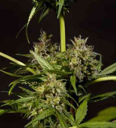 SweetLove > Philosopher Seeds | Feminized Marijuana   |  hybrid