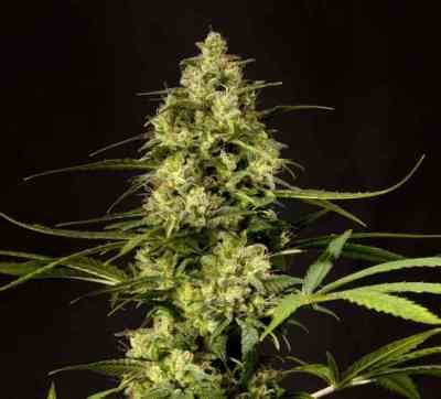 Tropi Mix > Philosopher Seeds | Feminisierte Hanfsamen  |  Sativa