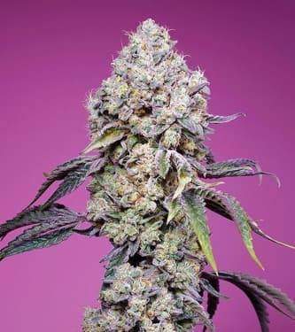 Sweet Mandarine Zkittlez F1 Fast Version > Sweet Seeds | Graines Féminisées  |  Hybride