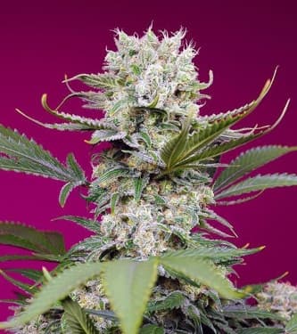 Killer Kush Auto semillas autoflorecientes de Sweet Seeds