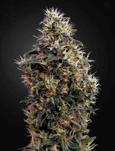 Sweet Mango Automatic > Green House Seed Company | Semillas autoflorecientes  |  Índica