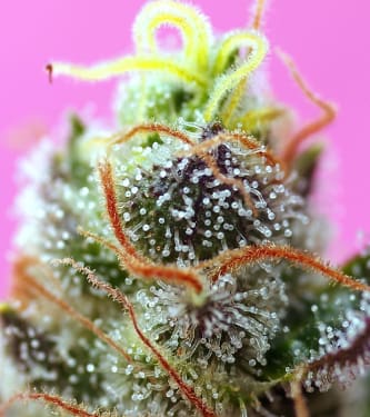 Sweet Mimosa XL Auto > Sweet Seeds | Autoflowering Hanfsamen  |  Hybrid