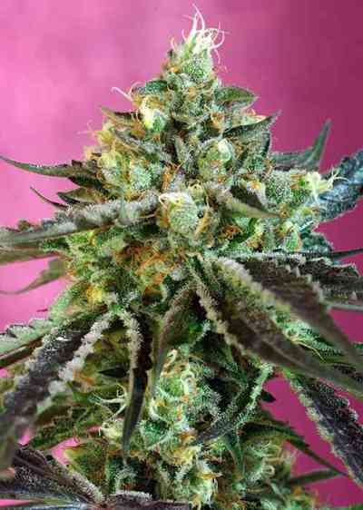 Sweet Nurse Auto CBD > Sweet Seeds | Autoflowering Hanfsamen  |  Hybrid