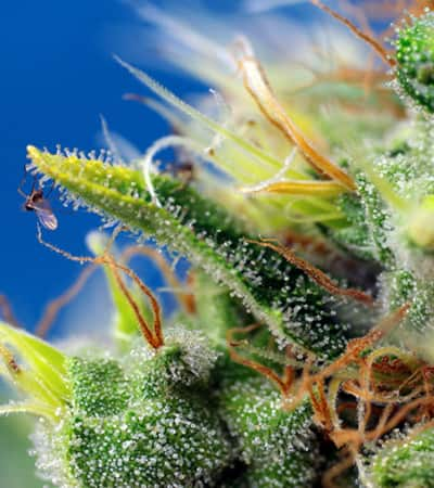 Sweet Pure Auto CBD > Sweet Seeds | CBD cannabis seeds  |  Hybrid