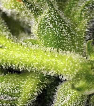 Sweet Pure Auto CBD > Sweet Seeds | CBD Hanfsamen  |  Hybrid