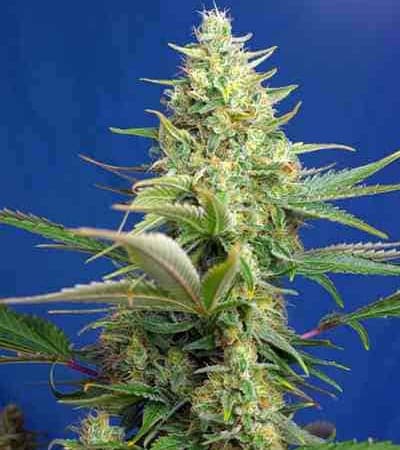 Sweet Pure Auto CBD > Sweet Seeds | Graines CBD  |  Hybride