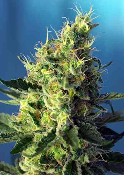 Sweet Pure CBD Samen > Sweet Seeds | CBD Hanfsamen  |  Sativa