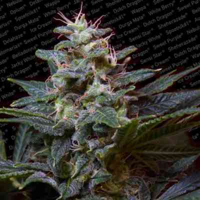 Sweet Purple > Paradise Seeds | Semillas feminizadas  |  Híbrido