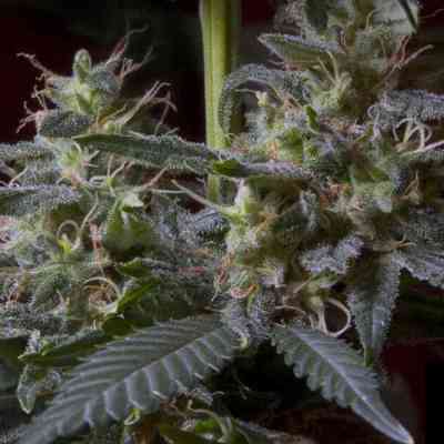 Sweet Purple > Paradise Seeds | Feminized Marijuana   |  hybrid