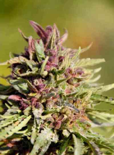 Sweet Purple > Paradise Seeds | Feminized Marijuana   |  hybrid