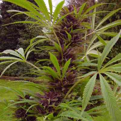 Sweet Purple > Paradise Seeds | Feminized Marijuana   |  hybrid