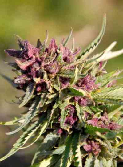 Sweet Purple > Paradise Seeds | Feminisierte Hanfsamen  |  Hybrid