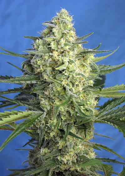 Jack 47-XL Auto > Sweet Seeds |