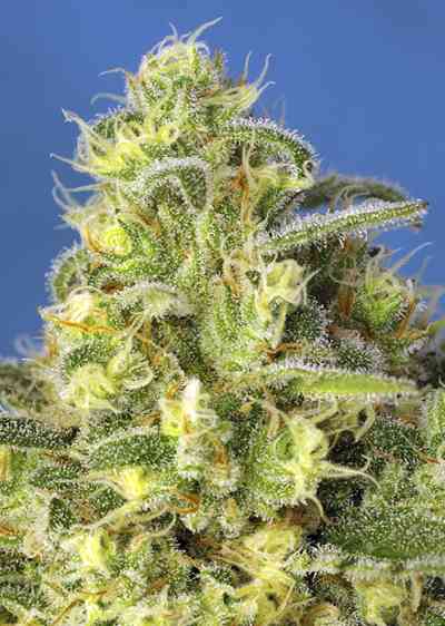 Jack 47-XL Auto > Sweet Seeds |