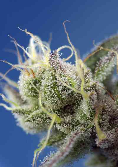 Sweet Cheese XL Auto > Sweet Seeds | Autoflowering Cannabis   |  Sativa